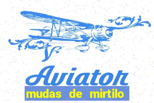 mudas de mirtilo em porto alegre